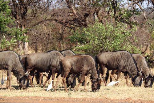 Photo of Others in Hammanskraal