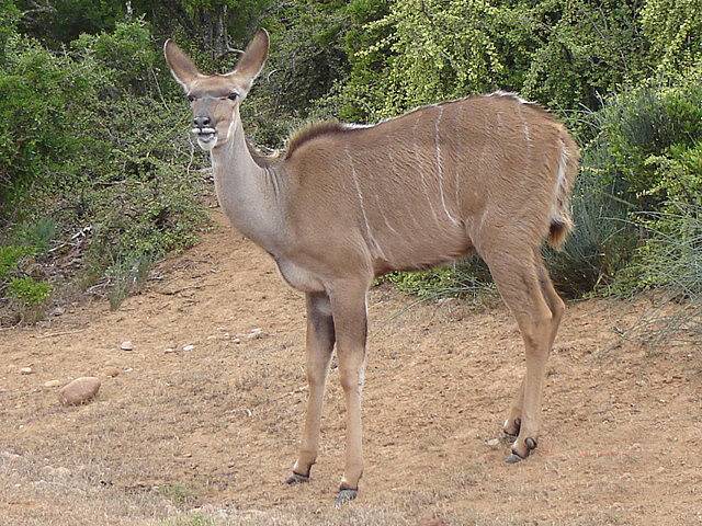 Photo of Others in Addo