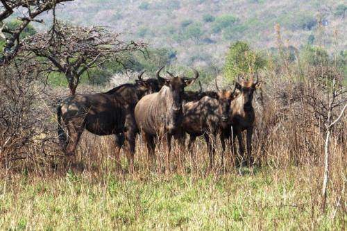 Photo of Others in Pietermaritzburg