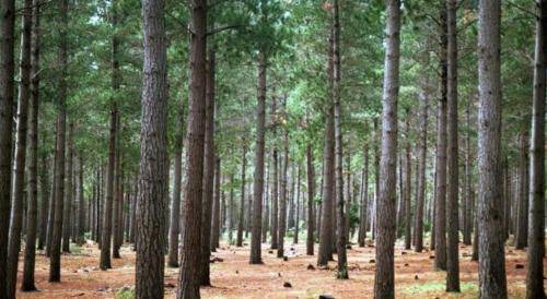 Photo of Others in Tokai