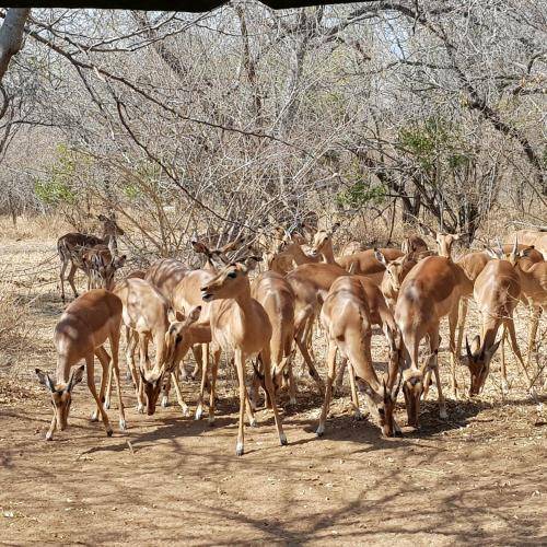Photo of Others in Marloth Park