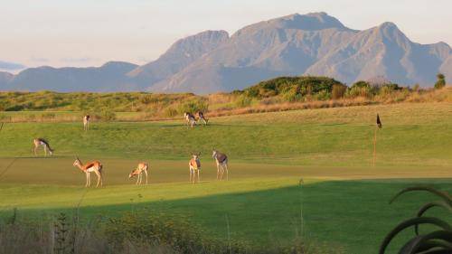 Photo of Others in Herolds Bay