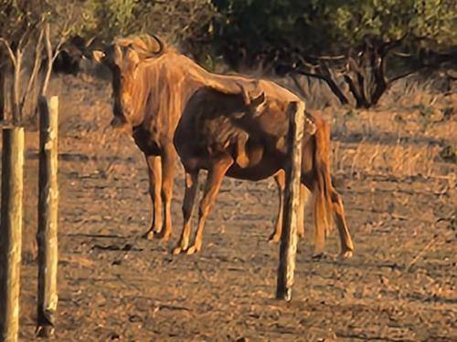 Photo of Others in Hammanskraal