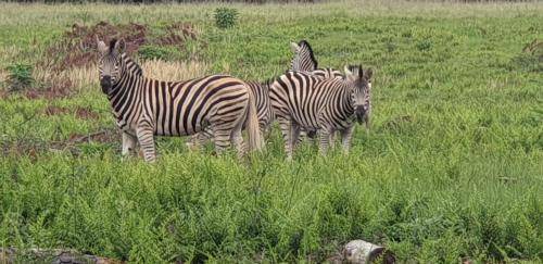 Photo of Others in Mkhondo