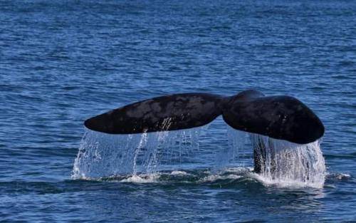 Photo of Others in Sandbaai
