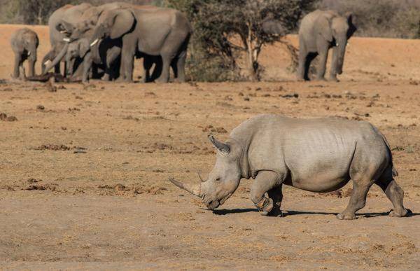 Photo of Others in Madikwe Game Reserve
