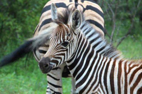 Photo of Others in Marloth Park