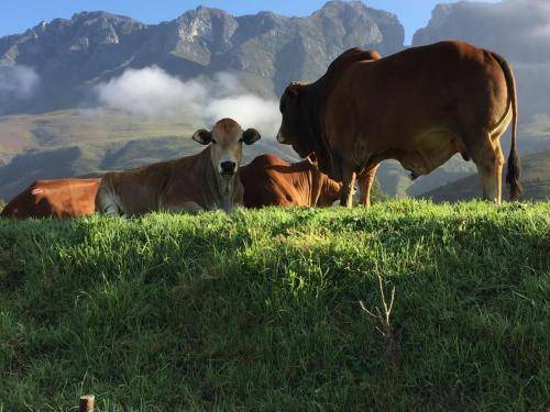 Photo of Others in Swellendam