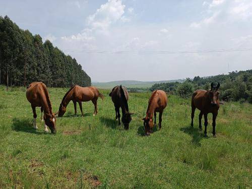 Photo of Others in Mkhondo