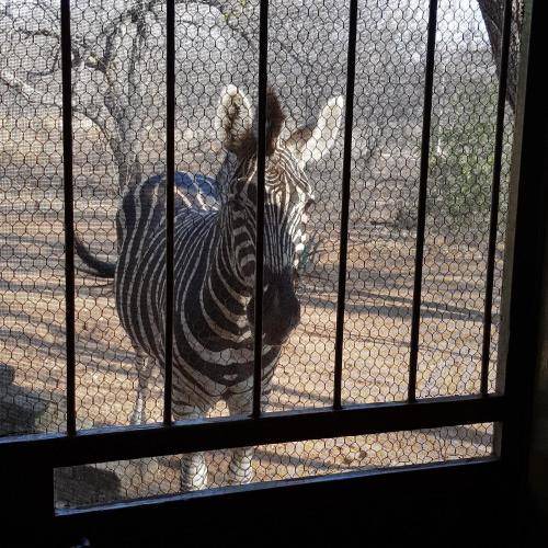 Photo of Others in Marloth Park