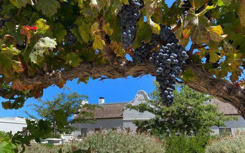 Photo of Others in Franschhoek