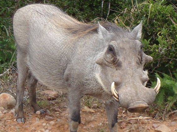 Photo of Others in Addo