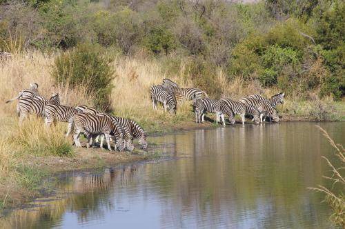 Photo of Others in Pilanesberg National Park