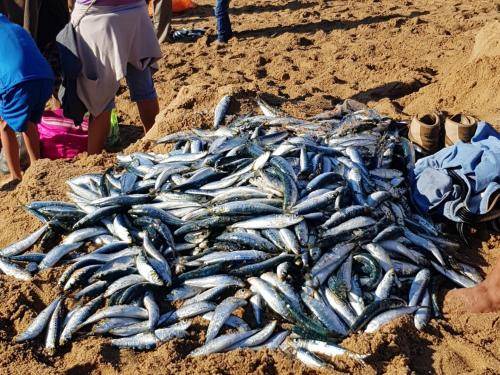 Photo of Others in Amanzimtoti