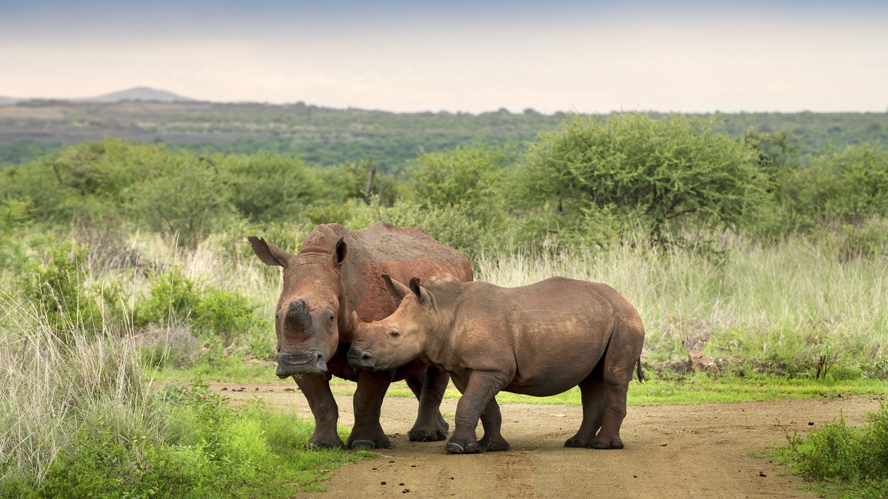 Photo of Others in Pilanesberg National Park
