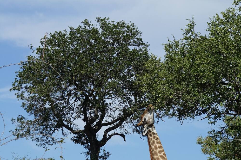 Photo of Outdoor in Hoedspruit