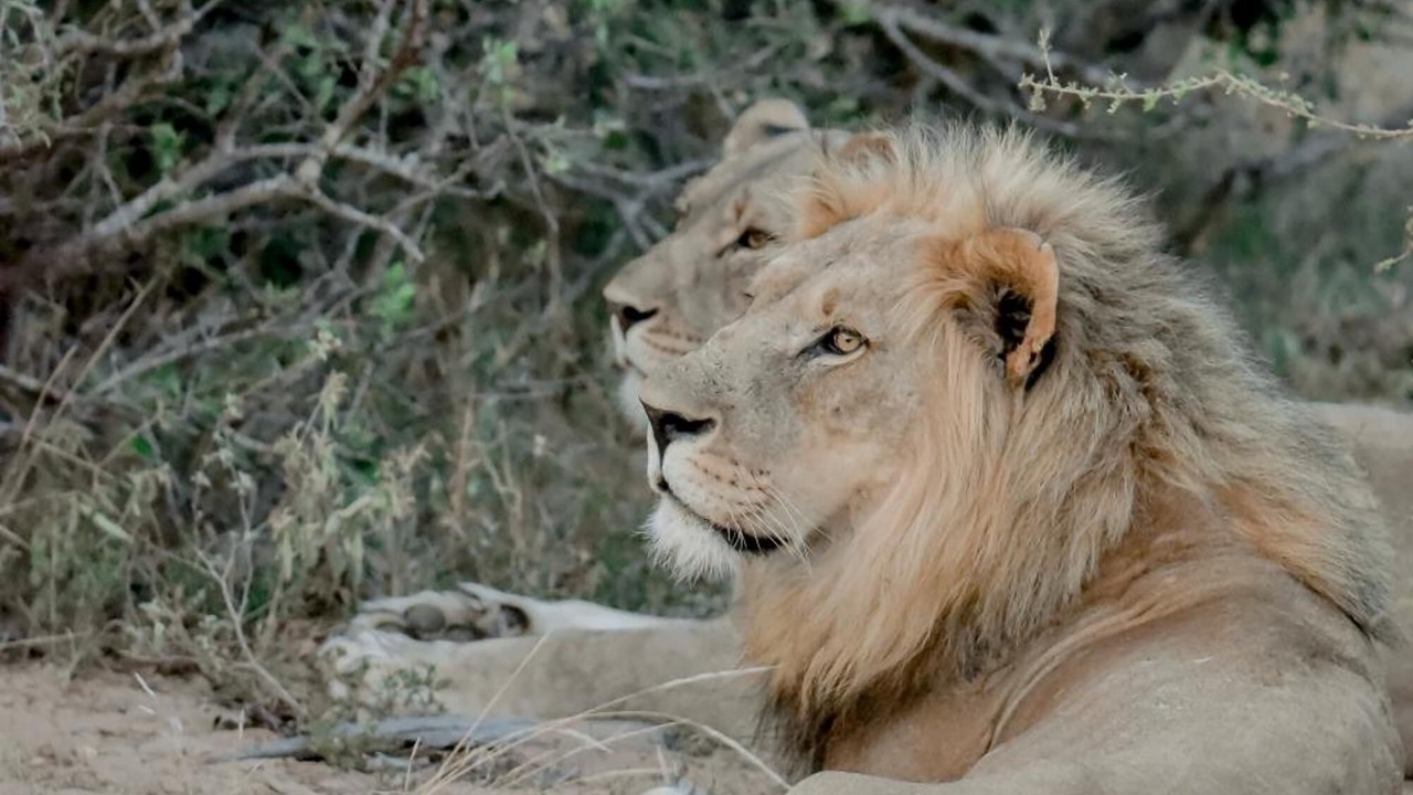 Photo of Outdoor in Thorny Bush Game Reserve