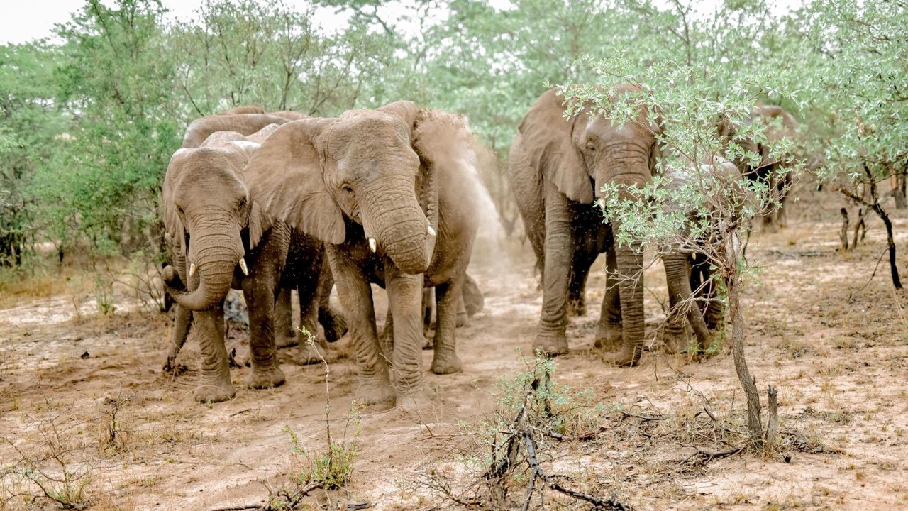 Photo of Outdoor in Thorny Bush Game Reserve
