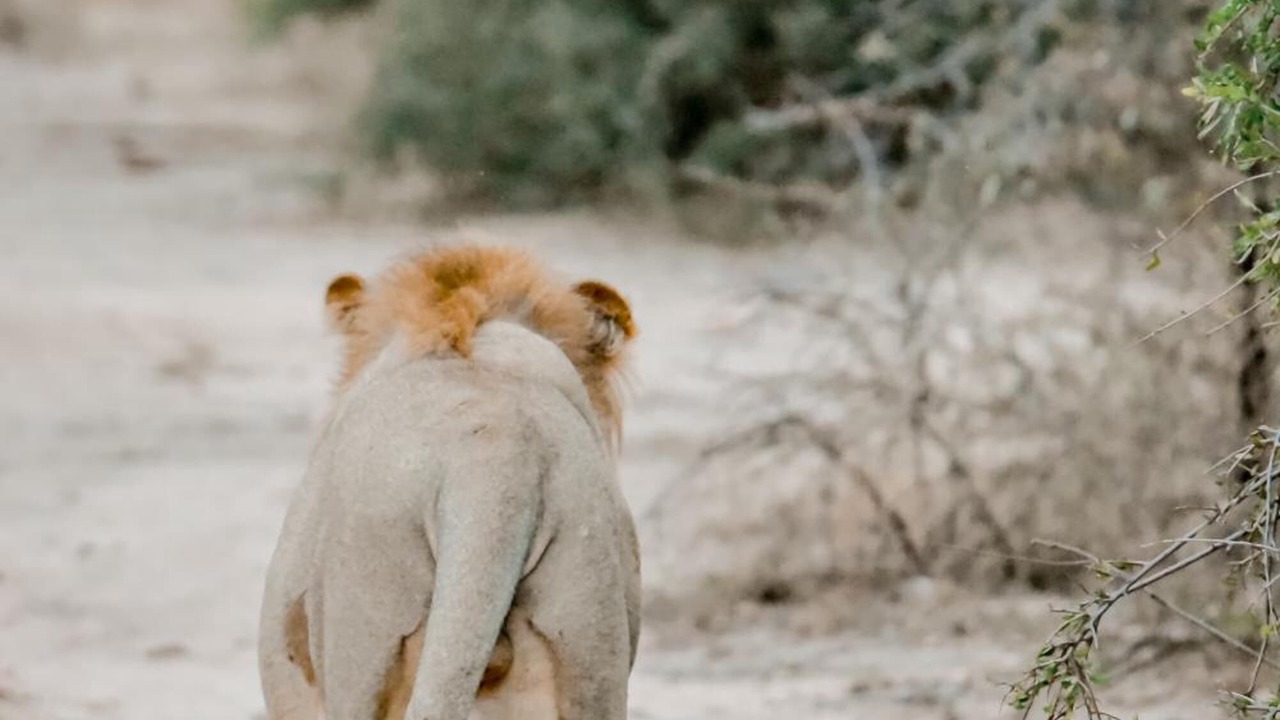 Photo of Outdoor in Thorny Bush Game Reserve