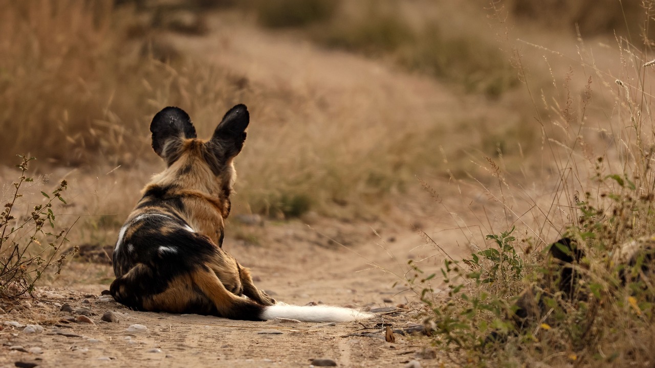 Photo of Others in Thorny Bush Game Reserve