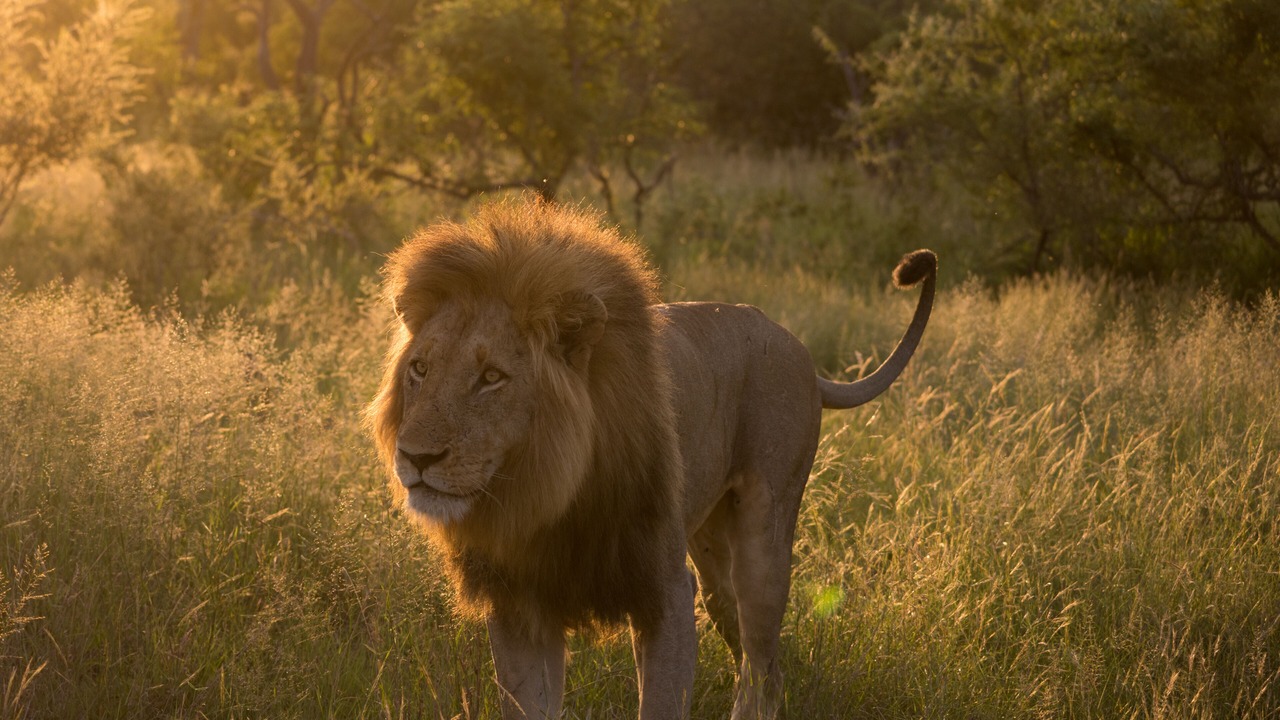 Photo of Others in Thorny Bush Game Reserve