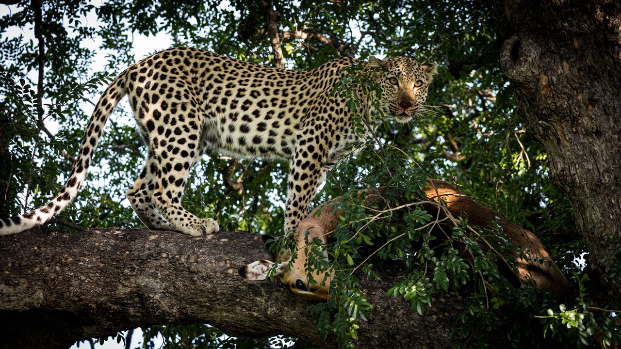 Photo of Others in Thorny Bush Game Reserve