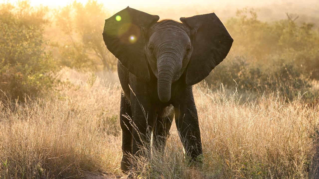Photo of Others in Thorny Bush Game Reserve