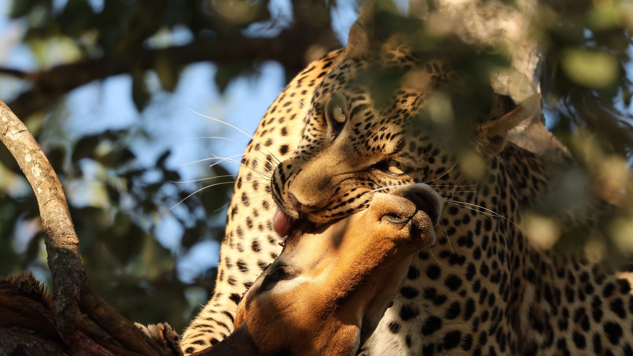 Photo of Others in Thorny Bush Game Reserve