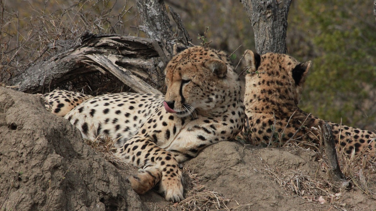 Photo of Others in Thorny Bush Game Reserve