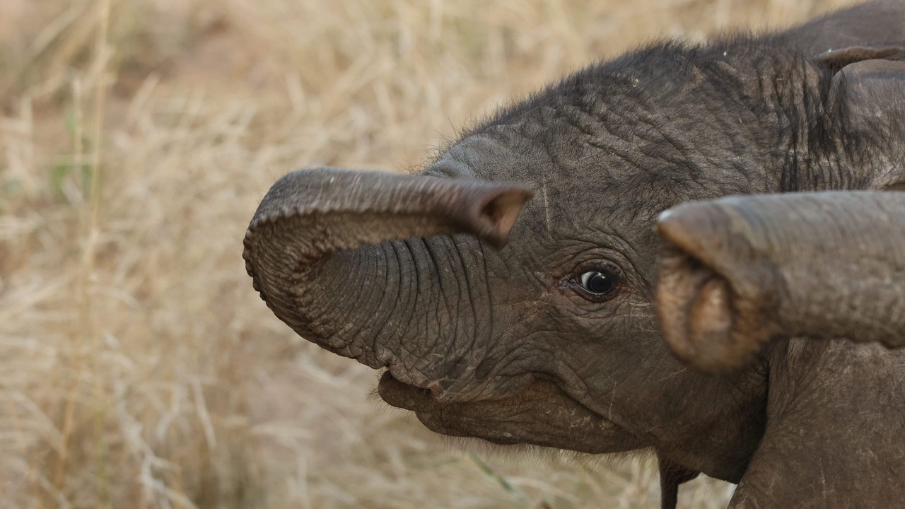 Photo of Others in Thorny Bush Game Reserve