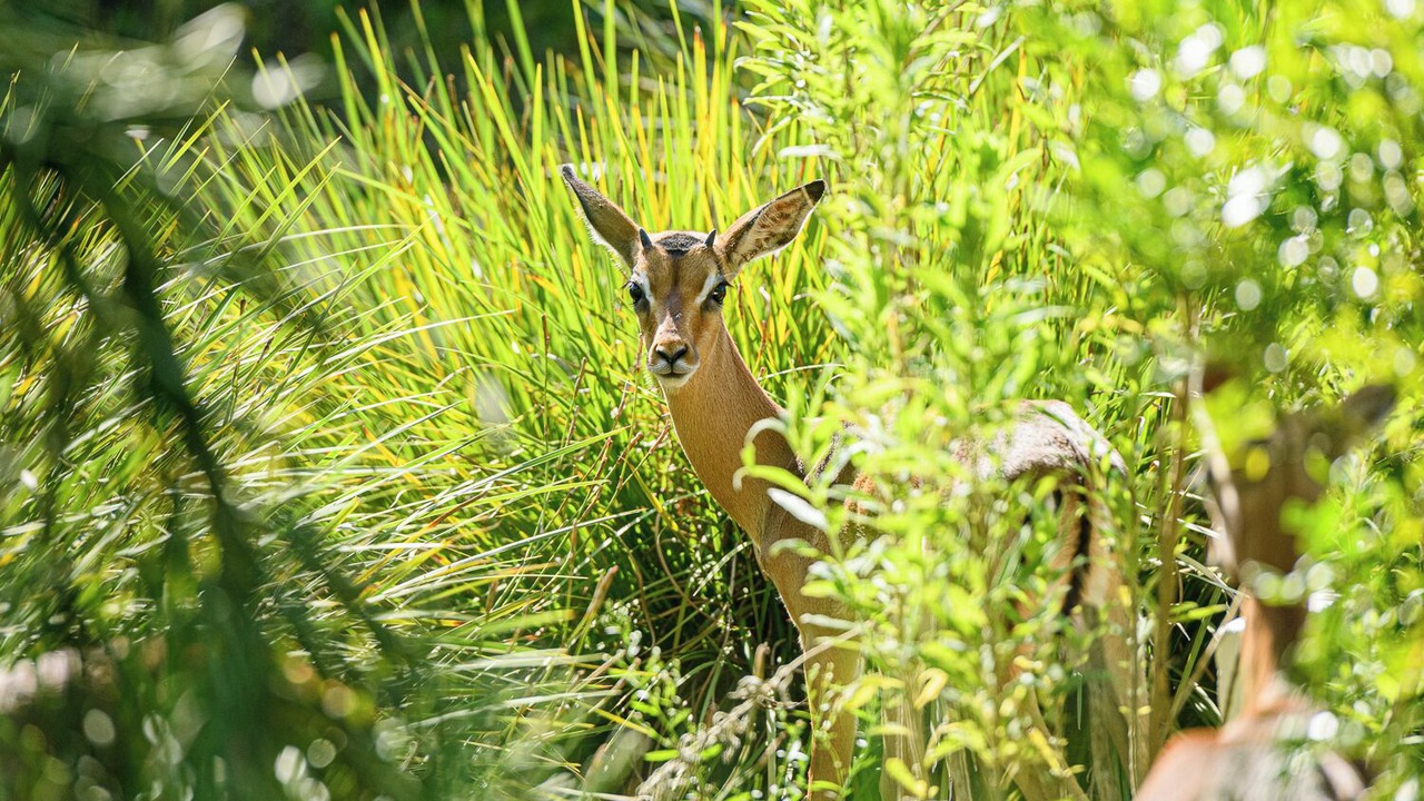 Photo of Outdoor in San Lameer
