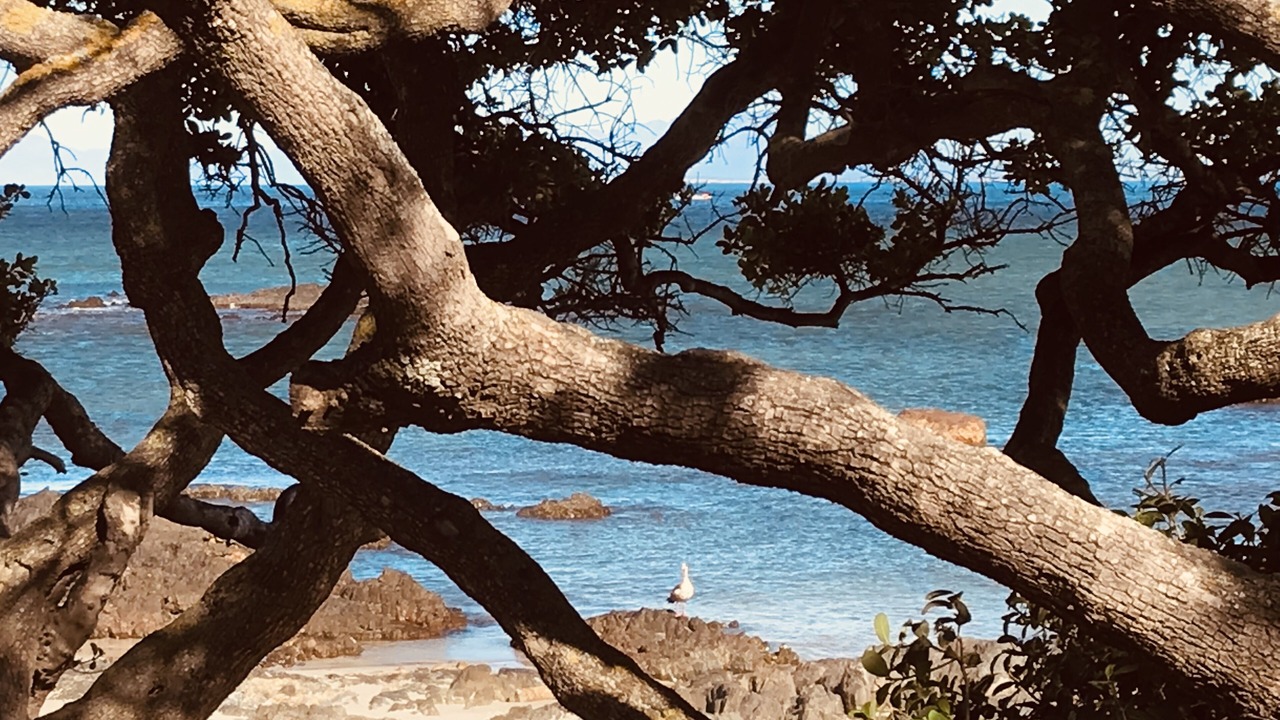 Photo of Others in Gordon's Bay