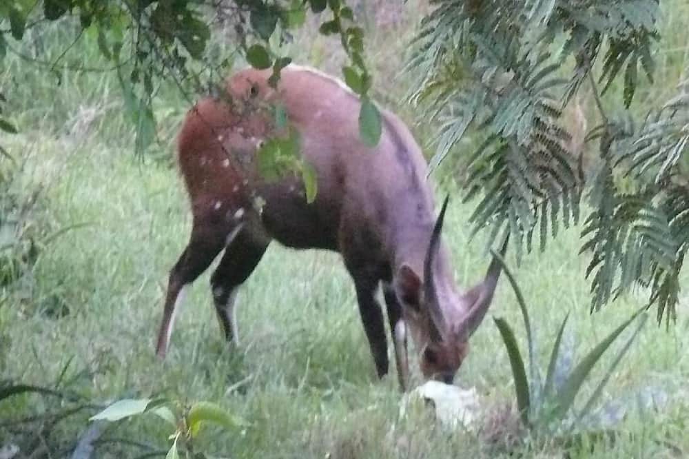 Photo of Outdoor in Thorny Bush Game Reserve