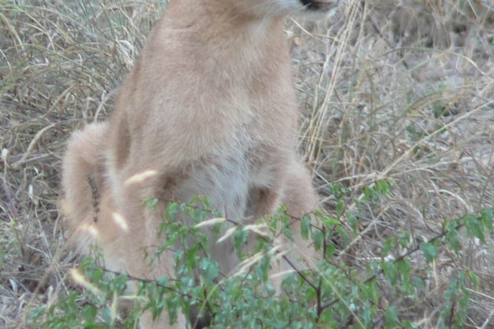 Photo of Outdoor in Thorny Bush Game Reserve
