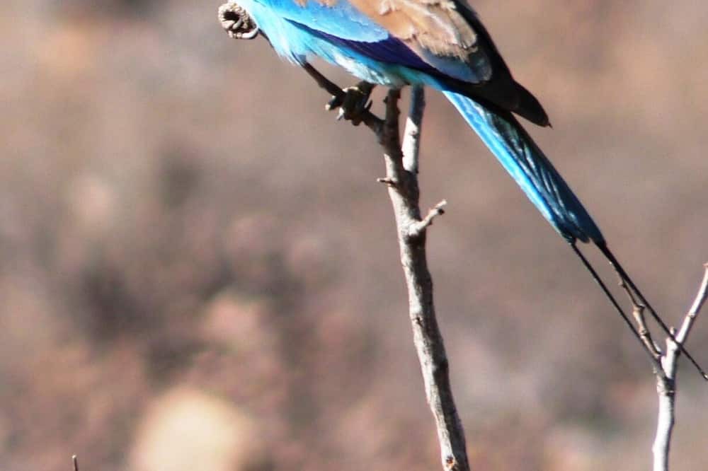Photo of Others in Thorny Bush Game Reserve