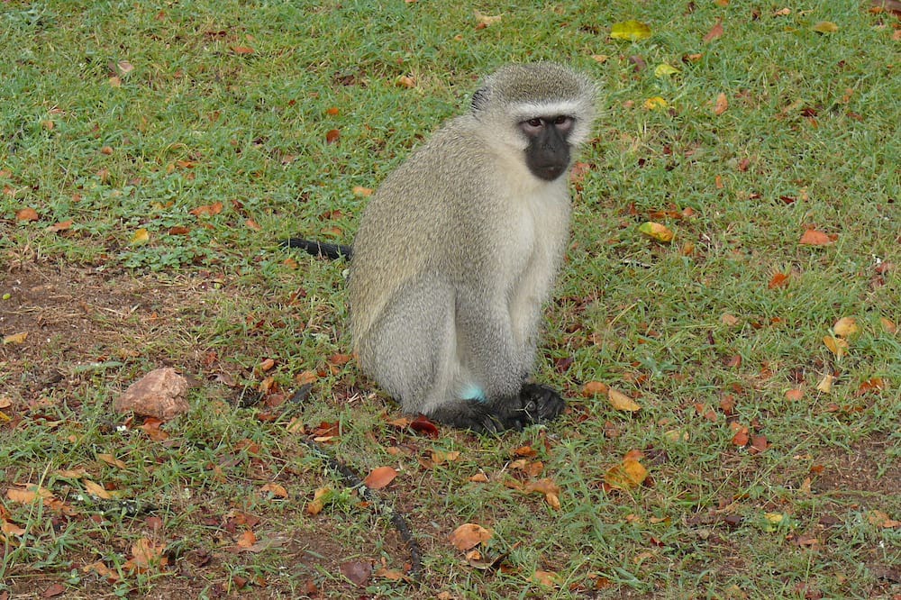 Photo of Outdoor in Thorny Bush Game Reserve