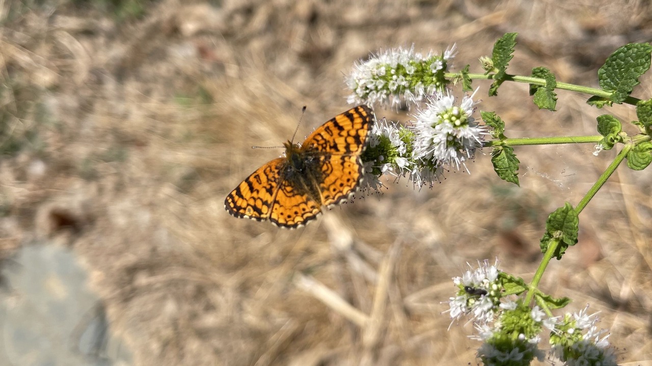 Photo of Outdoor in Willits