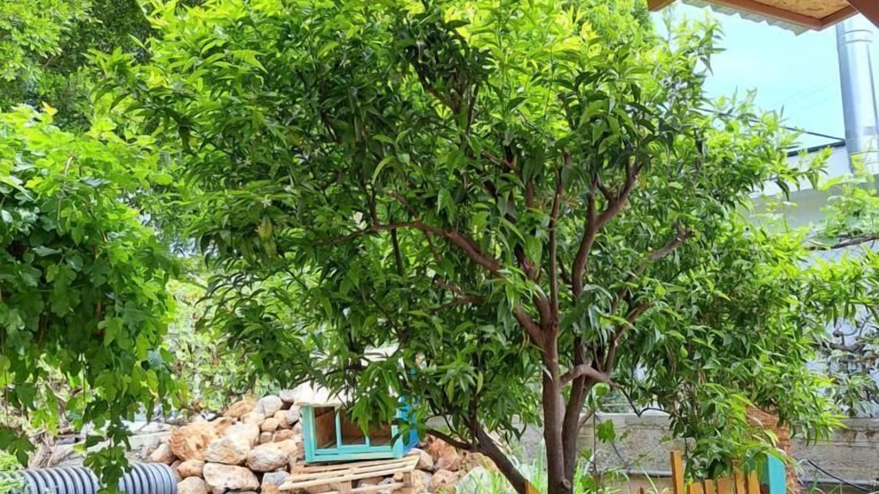 Photo of Outdoor in Tekirova