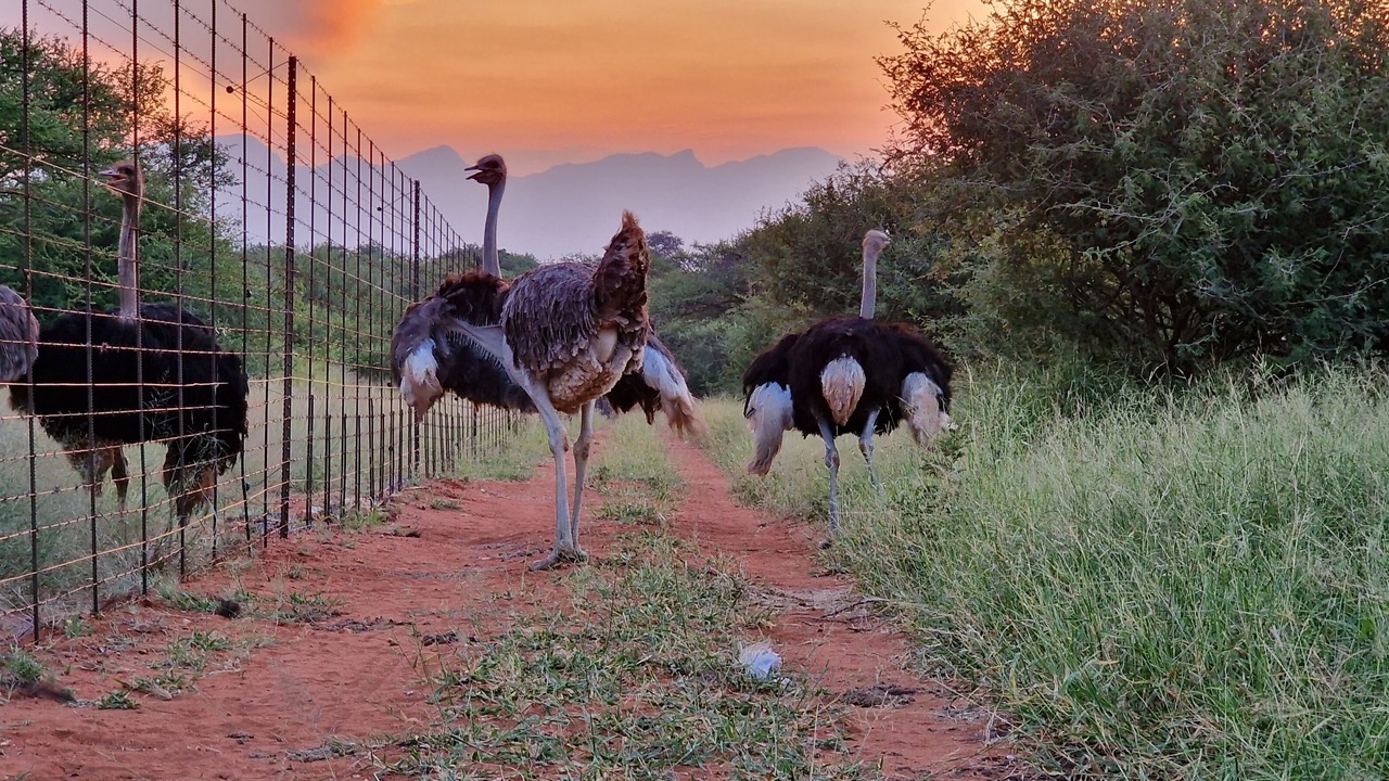 Photo of Outdoor in Maruleng