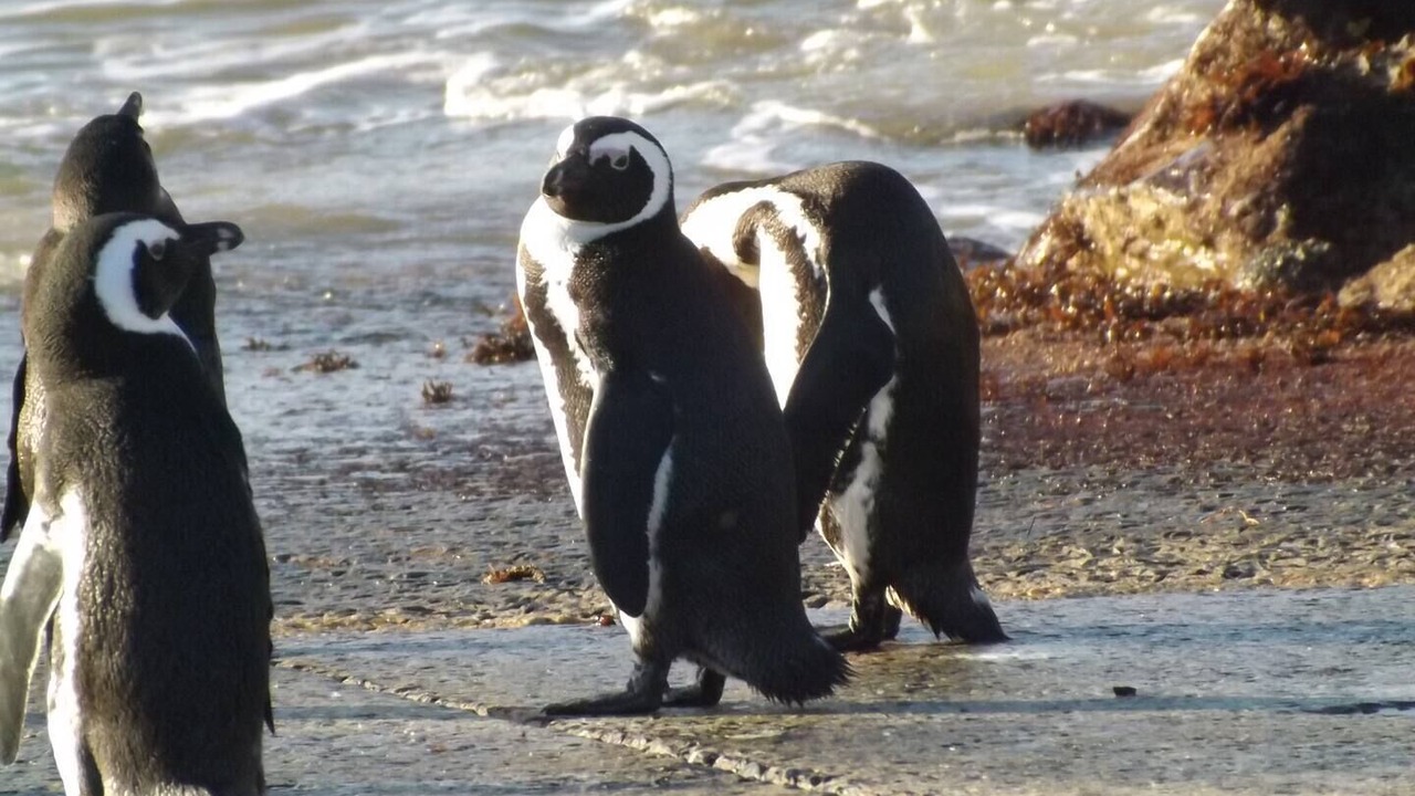 Photo of Others in Betty's Bay