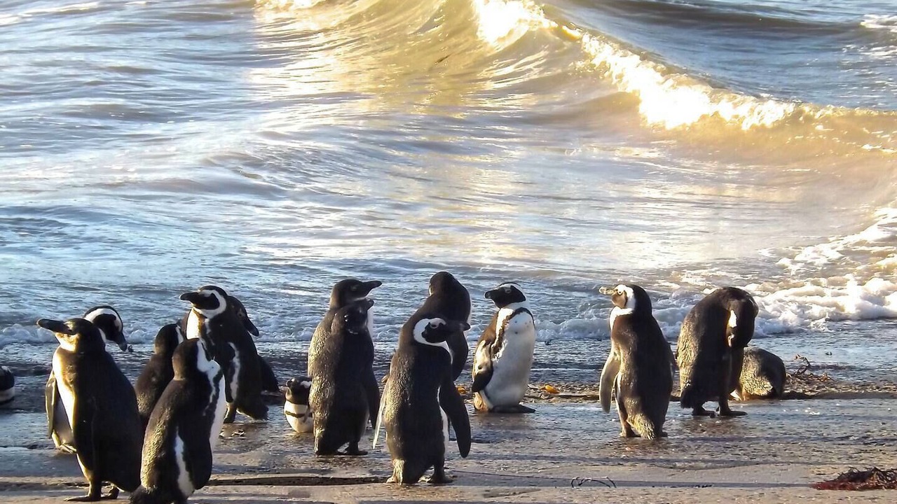 Photo of Others in Betty's Bay