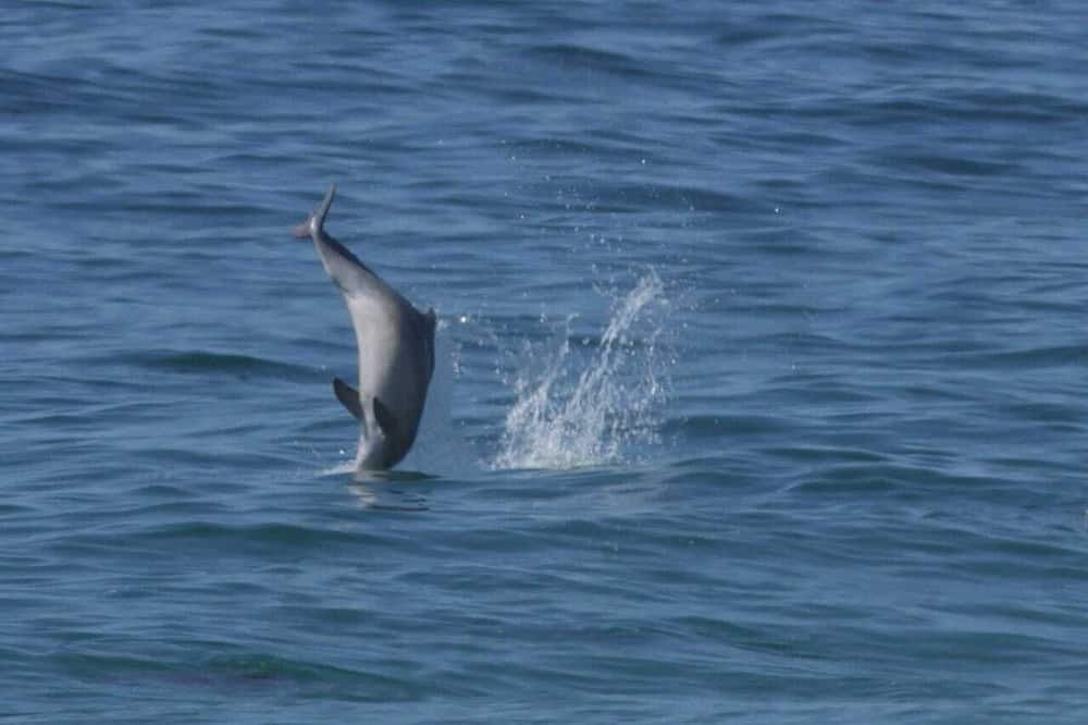 Photo of Others in Robberg Beach