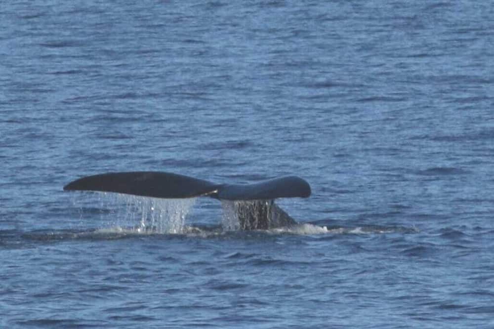 Photo of Others in Robberg Beach