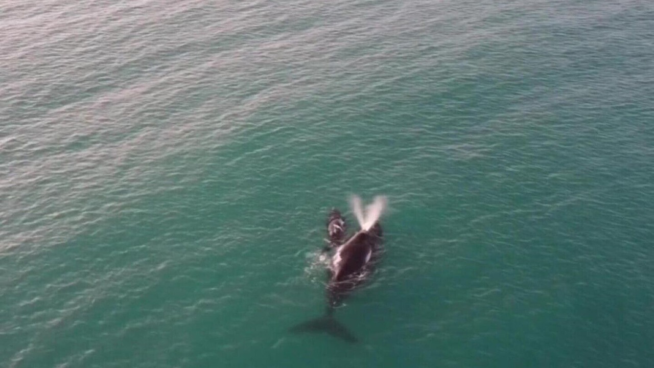 Photo of Others in Struisbaai