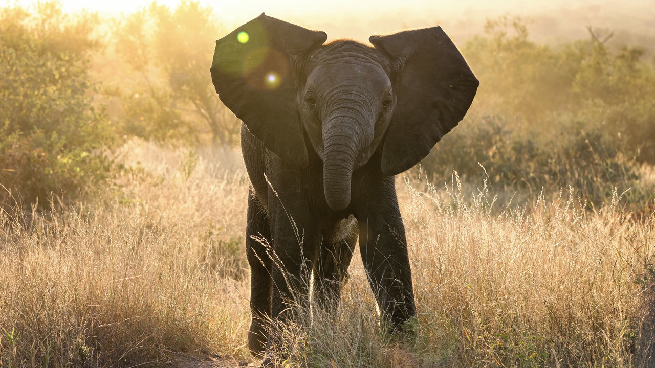 Photo of Others in Kruger National Park