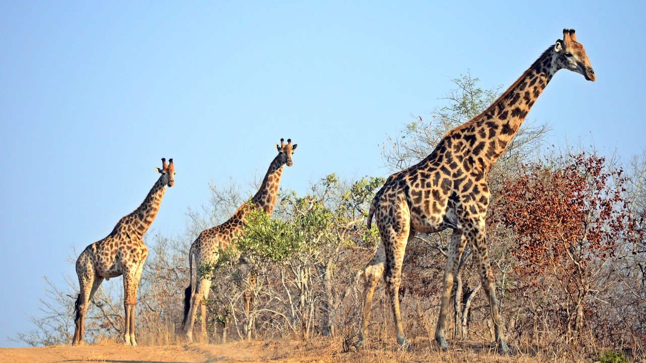 Photo of Others in Kruger National Park