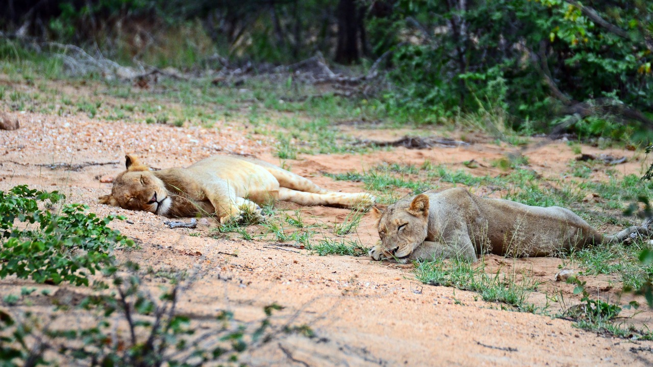 Photo of Others in Kruger National Park