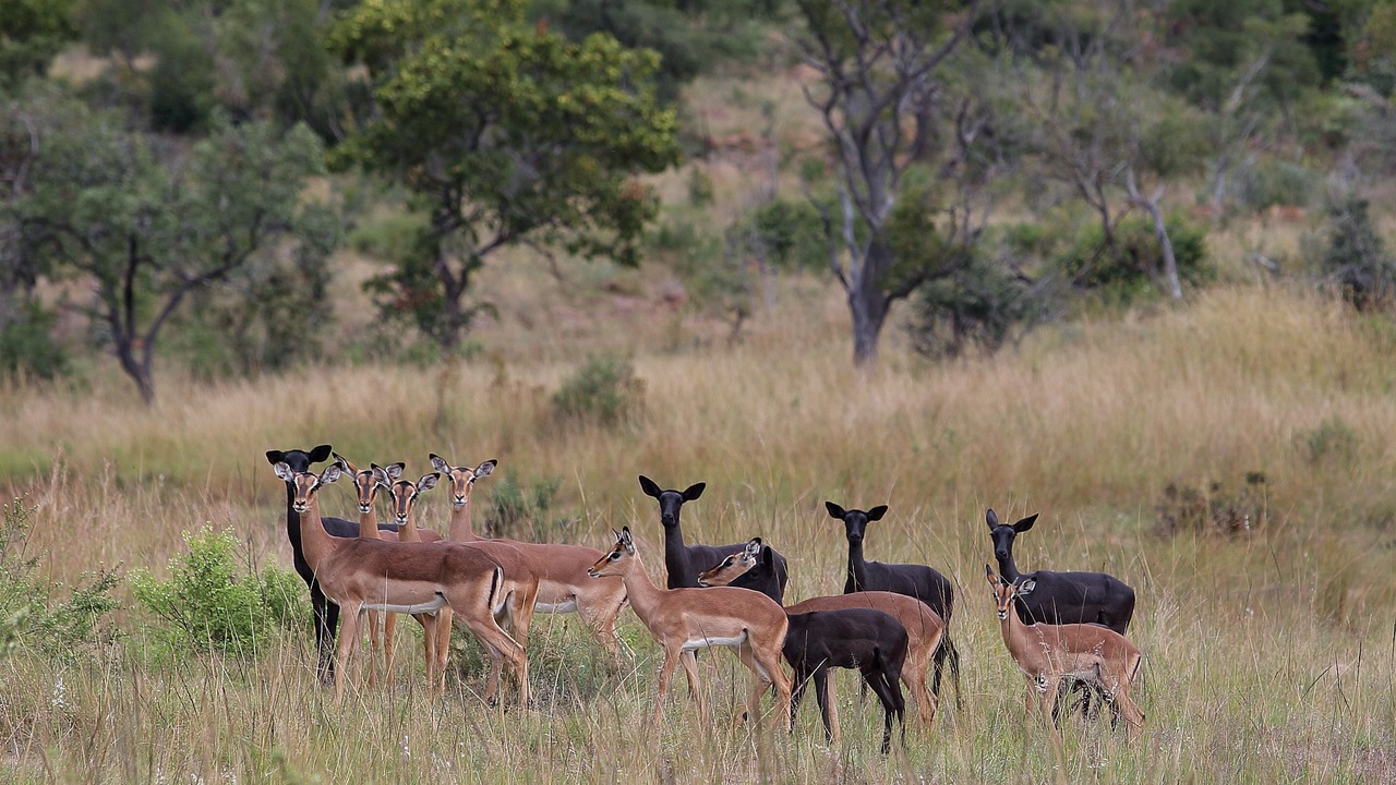Photo of Others in Vaalwater