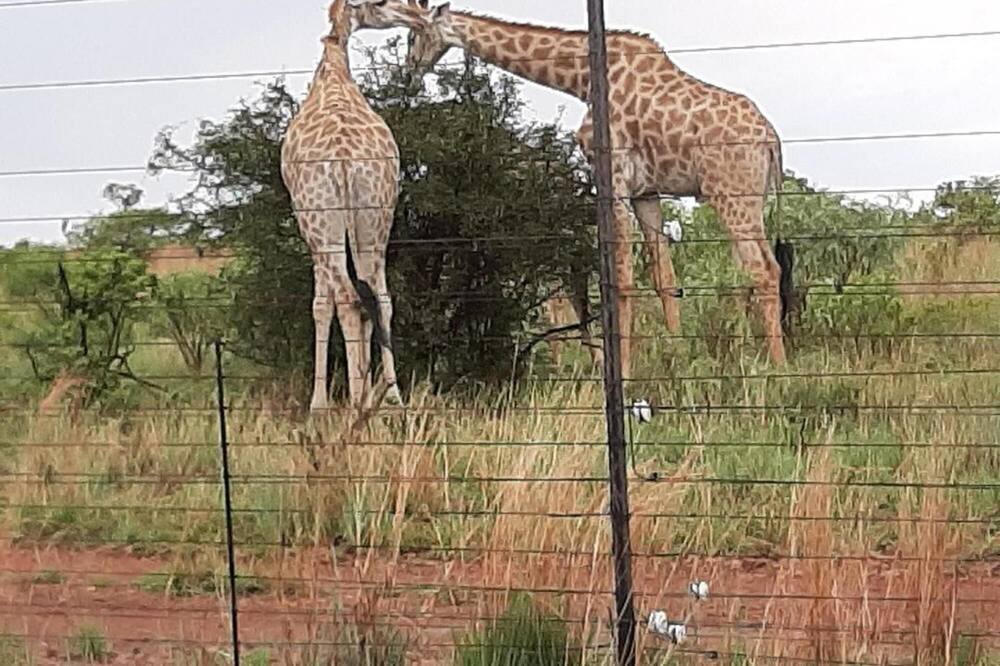 Photo of Others in Hammanskraal