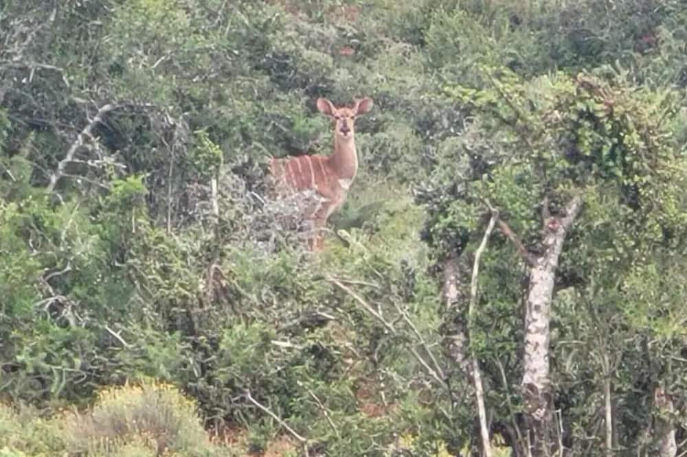 Photo of Others in Addo